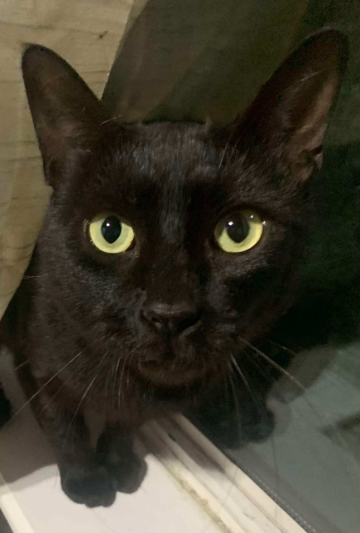 Cat for adoption Mowgli, a Domestic Short Hair in Brattleboro , VT