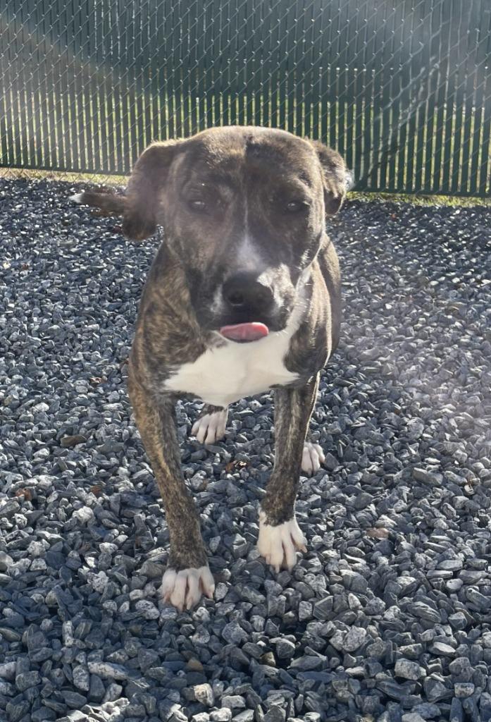 Ariel, Adoptable, Young Female Mixed Breed.