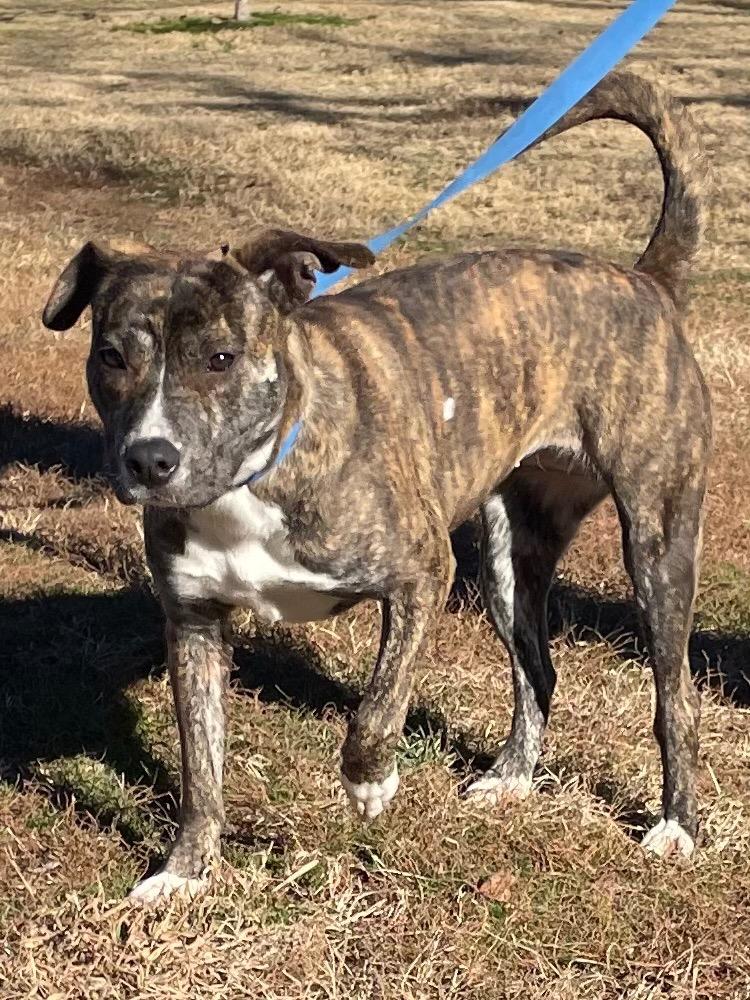 Enlarge Ariel, a Adoptable mixed breed in Mount Gilead, NC image 2/5