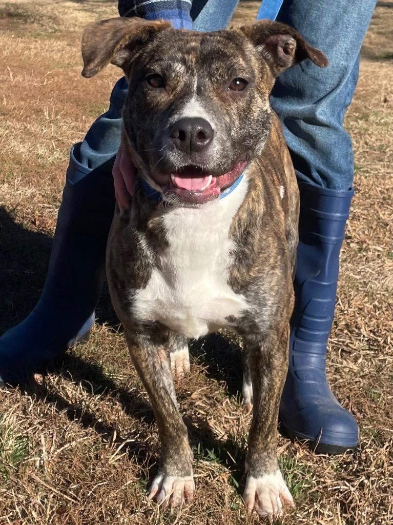 Enlarge Ariel, a Adoptable mixed breed in Mount Gilead, NC image 3/5