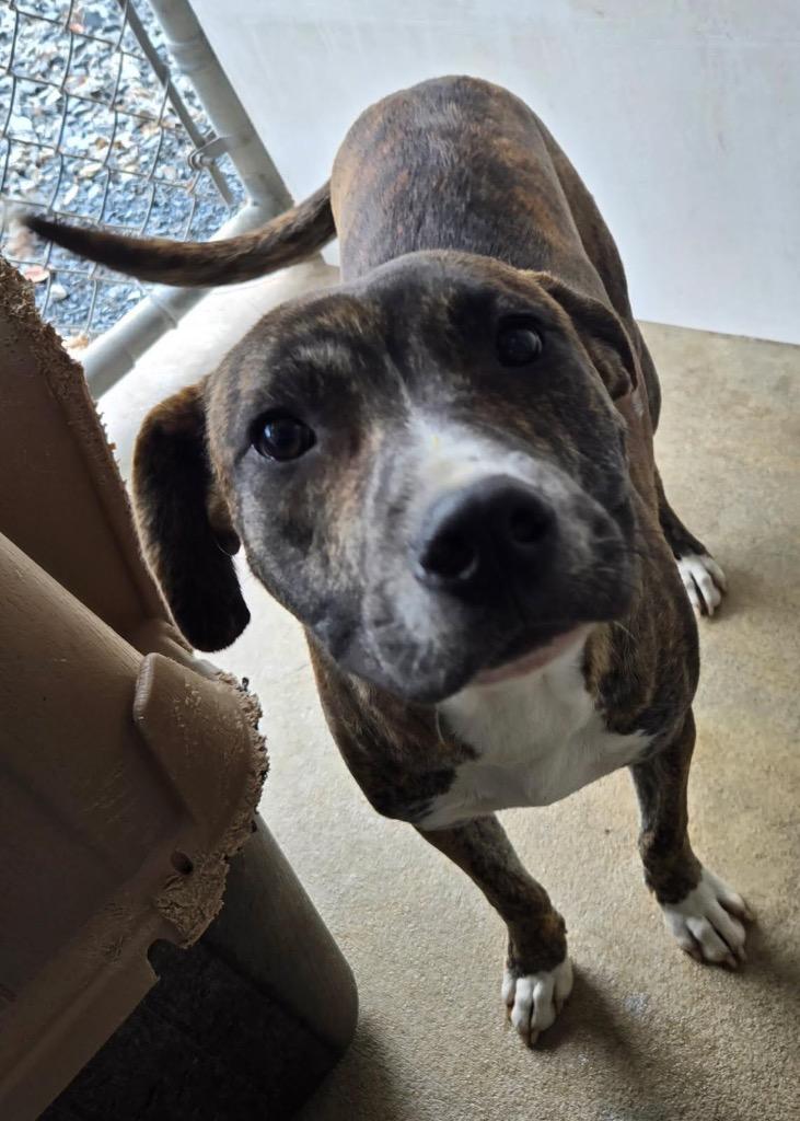 Ariel, Adoptable, Young Female Mixed Breed.