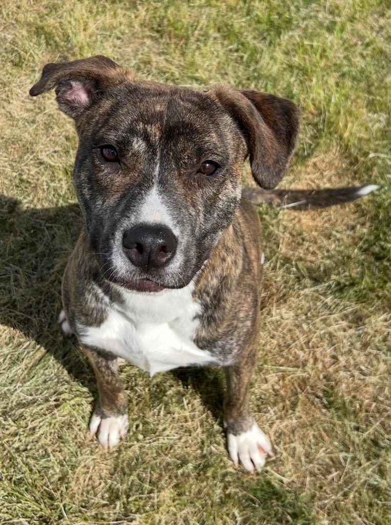 Enlarge Ariel, a Adoptable mixed breed in Mount Gilead, NC image 5/6