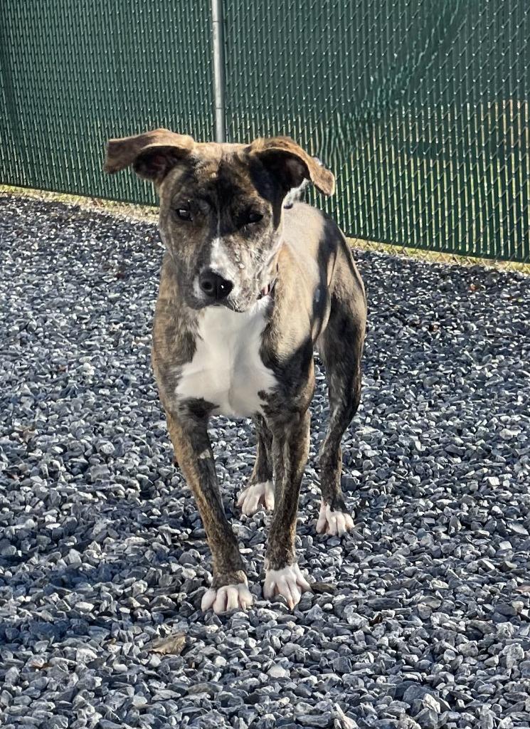 Enlarge Ariel, a Adoptable mixed breed in Mount Gilead, NC image 5/5