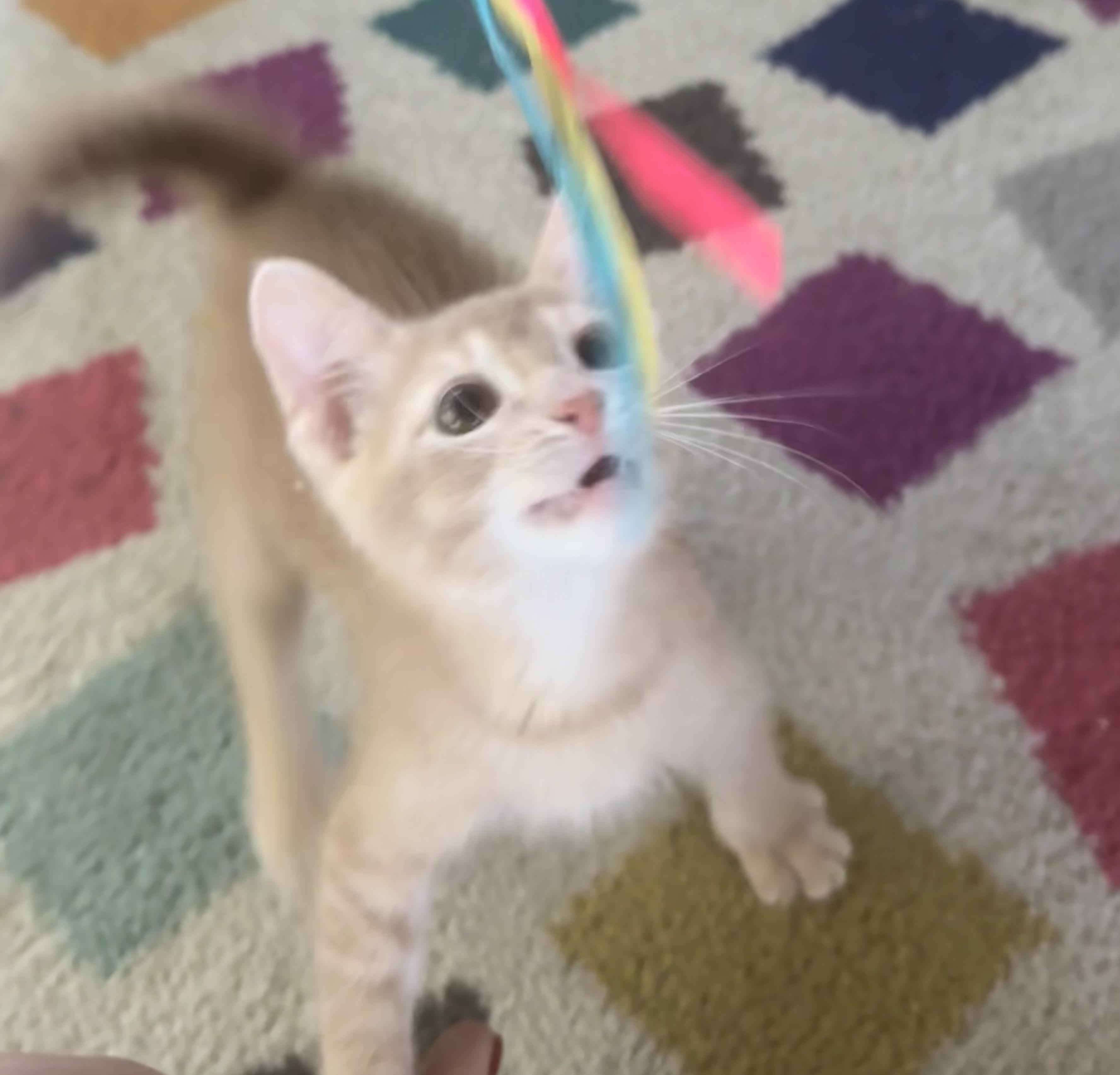 Oatmeal, an adopted Domestic Short Hair in Saginaw, MI image 3/4