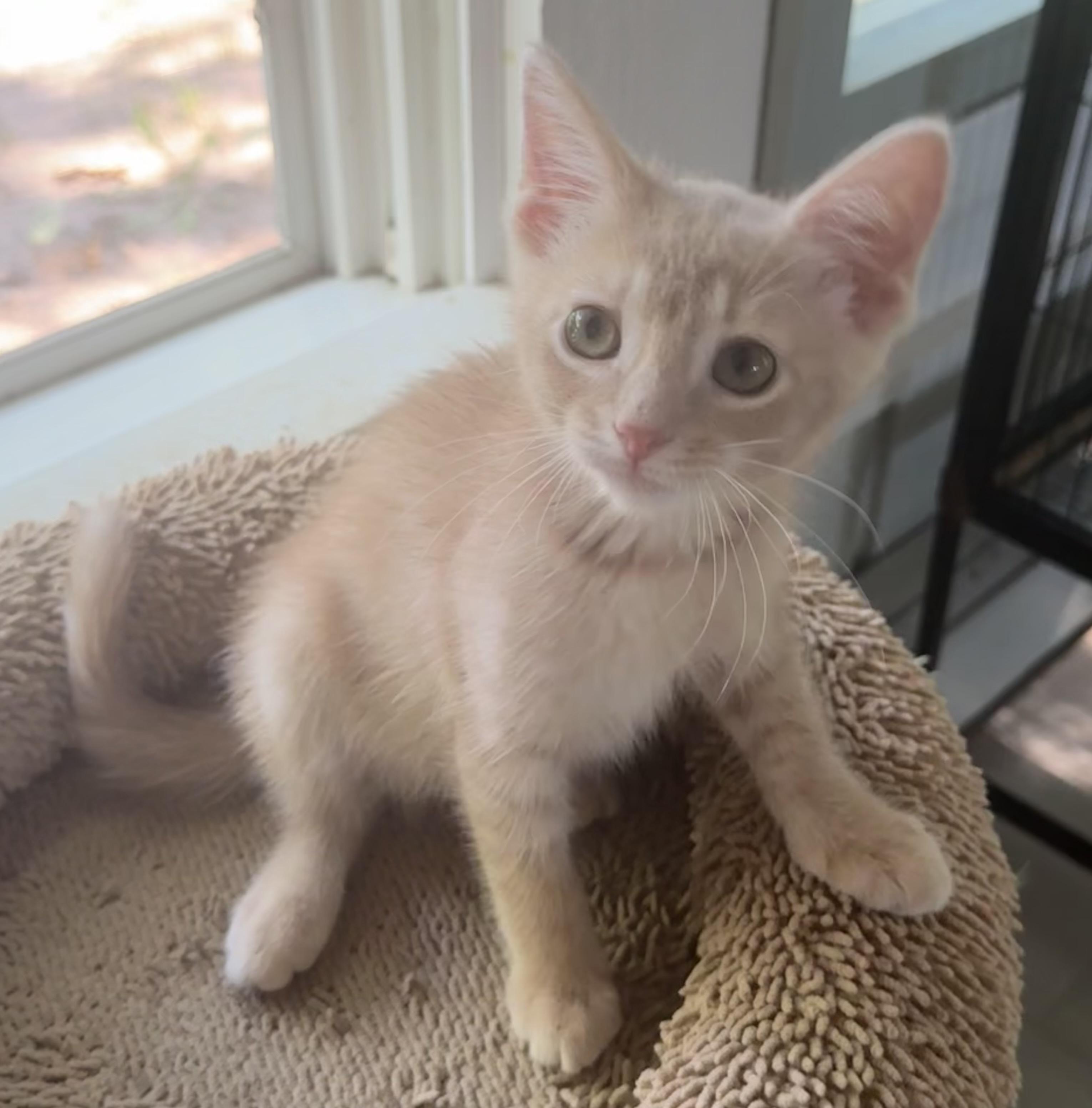 Oatmeal, an adopted Domestic Short Hair in Saginaw, MI image 4/4