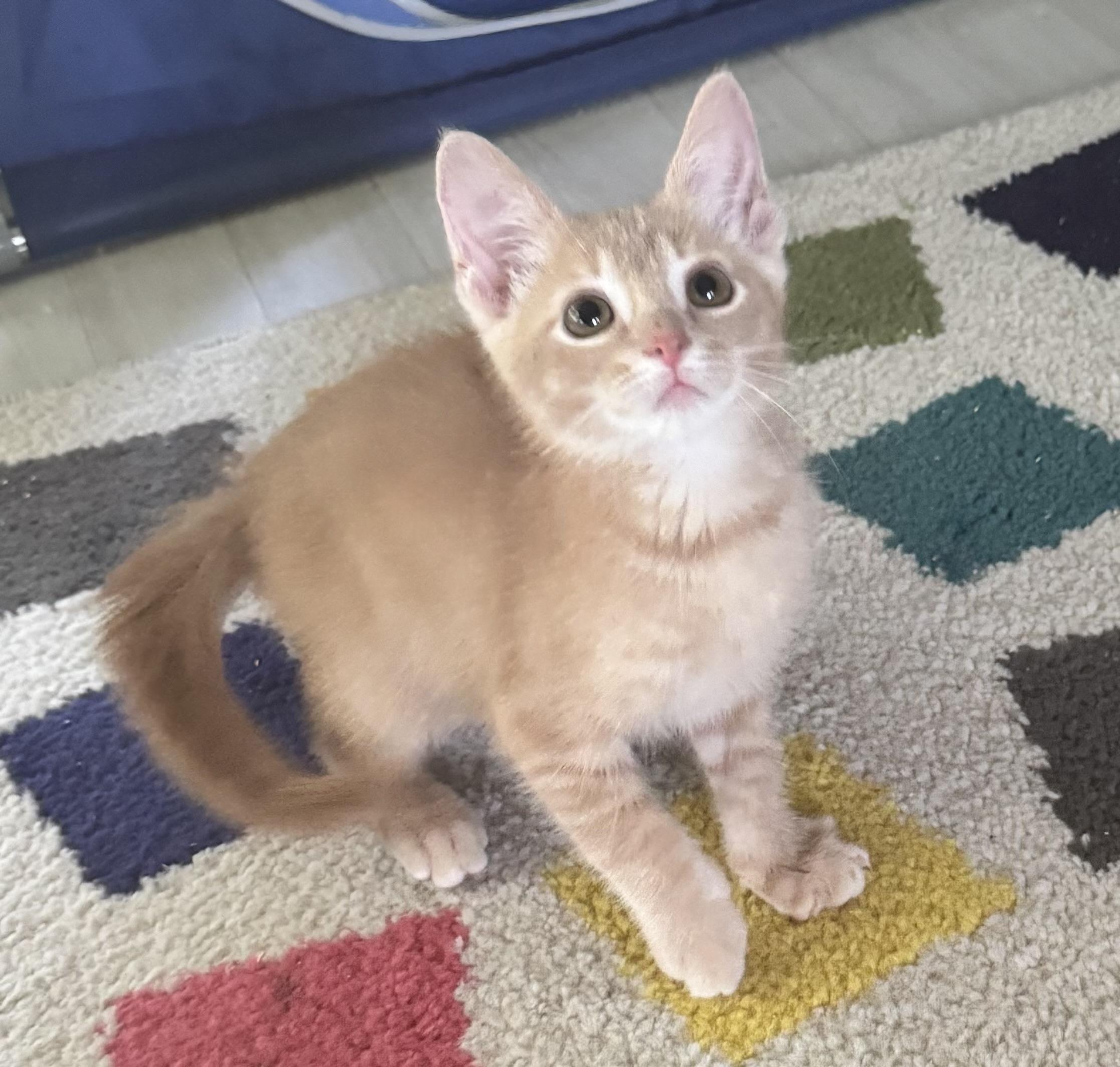 Oatmeal, an adopted Domestic Short Hair in Saginaw, MI image 2/4