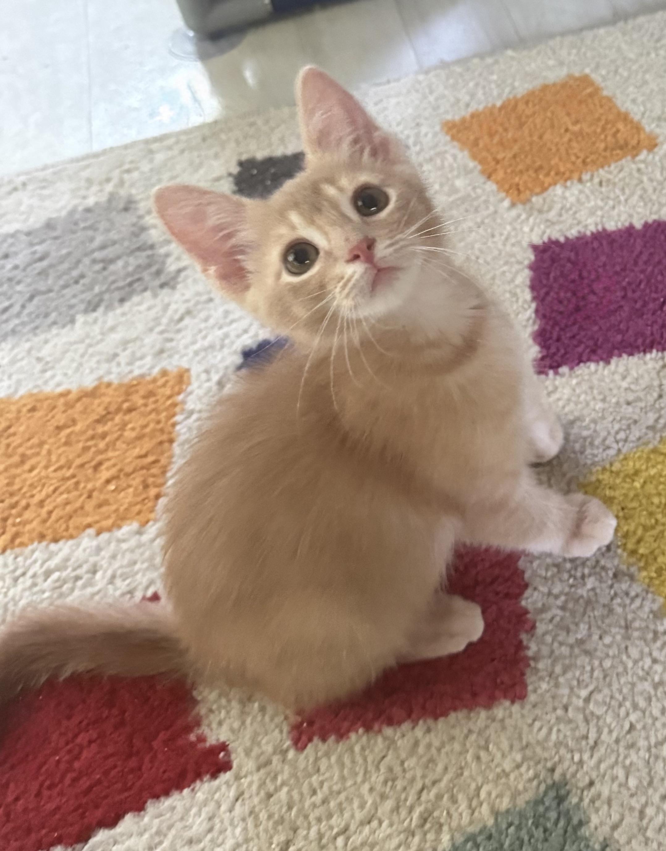 Oatmeal, adopted, Kitten Male Domestic Short Hair.