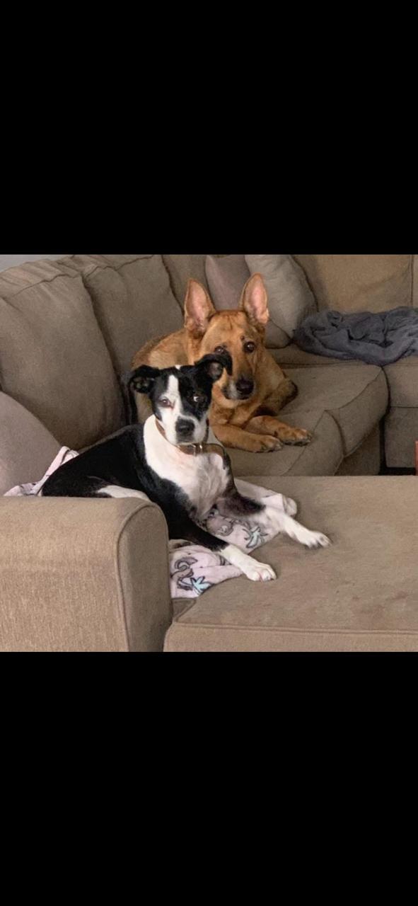 Purcy, Adoptable, Senior Male Mixed Breed.