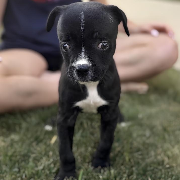 Dante, ADOPTABLE, Puppy Male Pit Bull Terrier.
