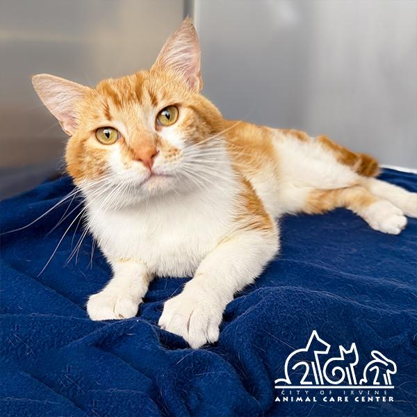 TOMMY, Adoptable, Young Male Domestic Short Hair.