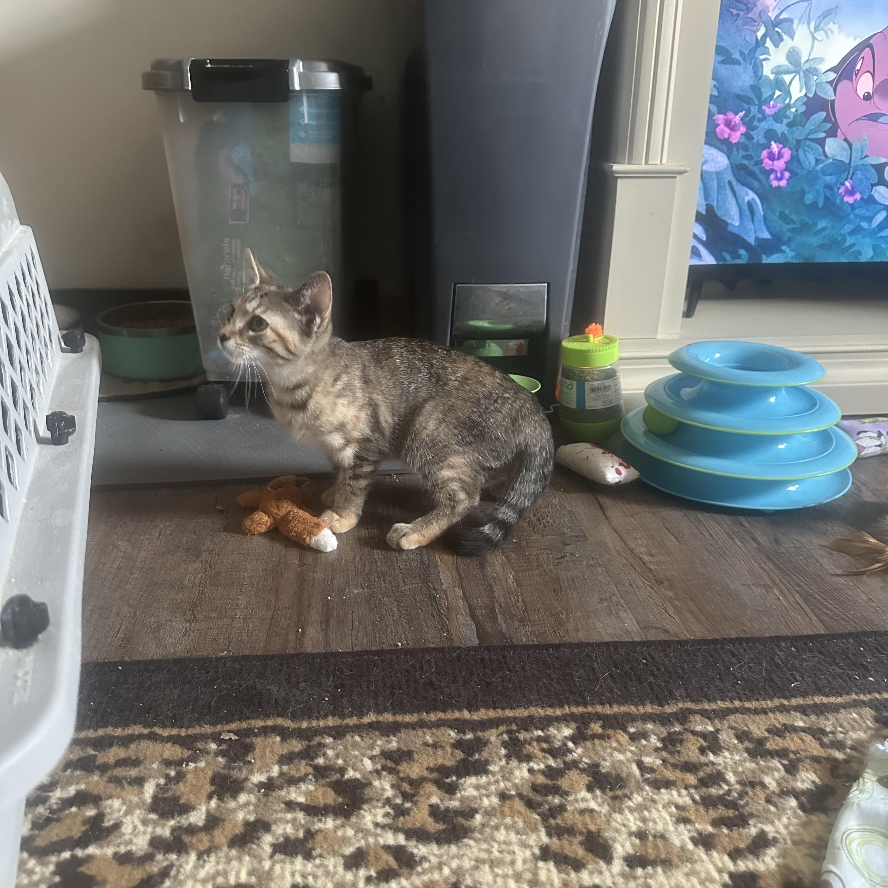 Myrtle, Adopted, Kitten Female Domestic Short Hair.