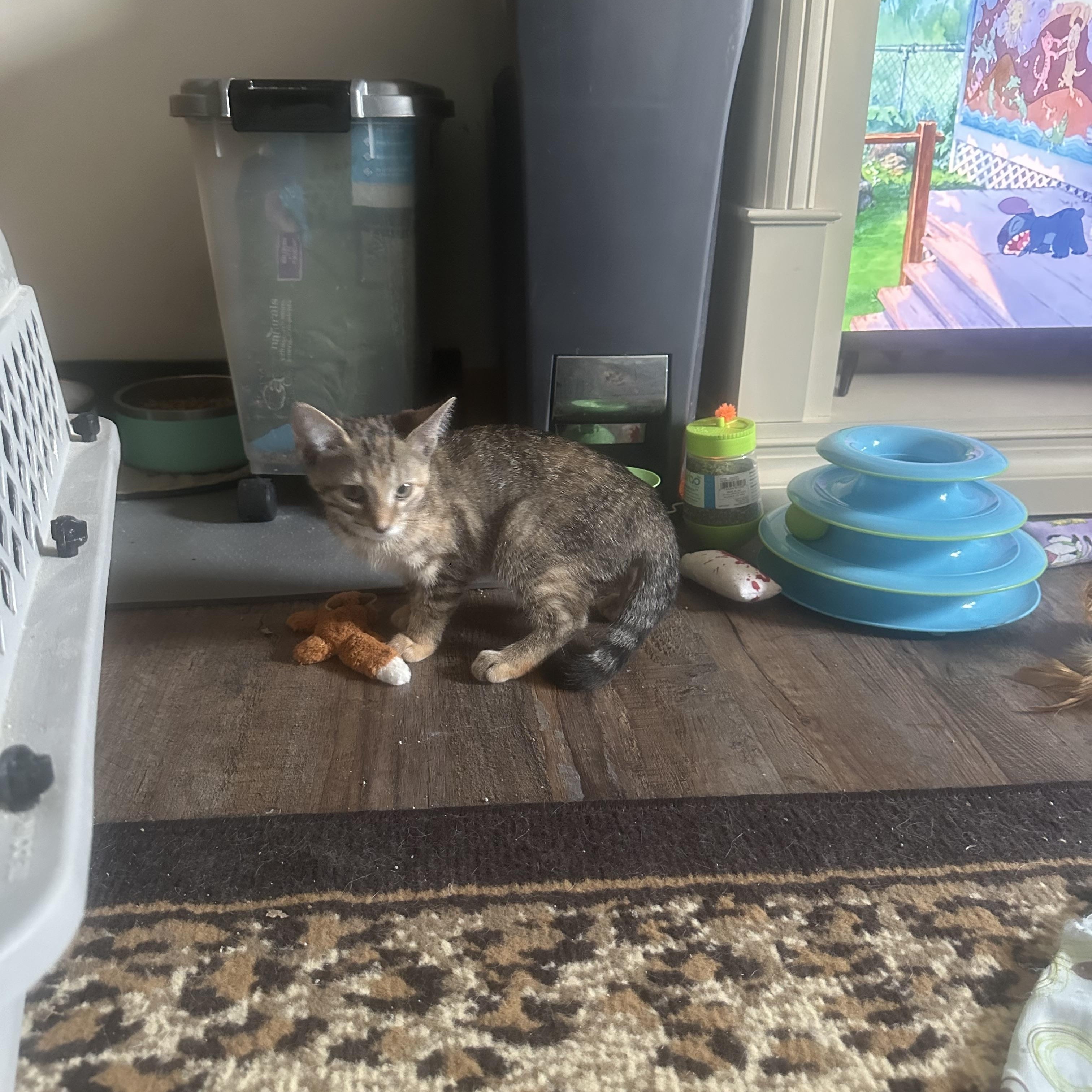 Myrtle, a Adopted Domestic Short Hair in Verona, PA image 2/3