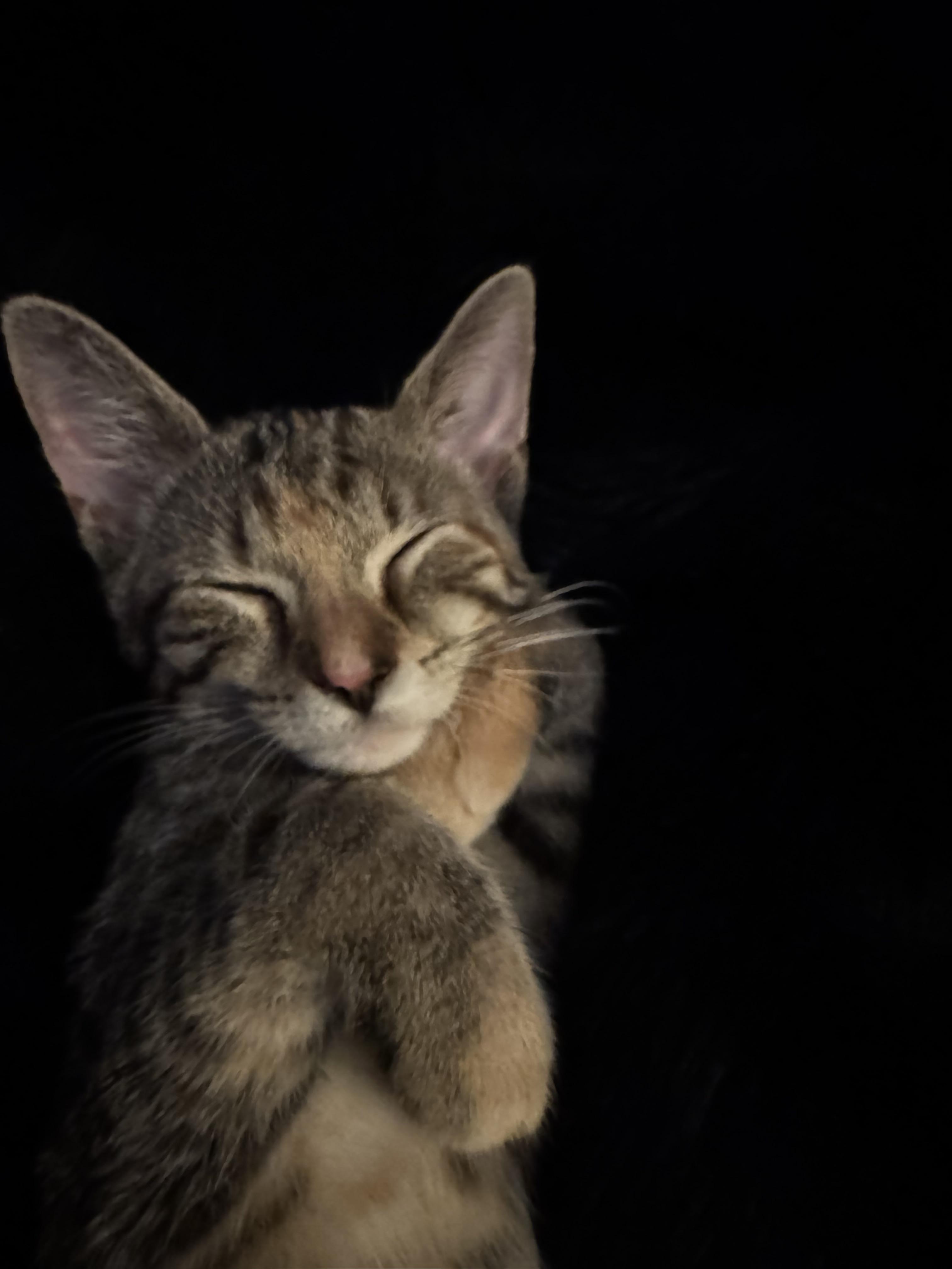 Myrtle, a Adopted Domestic Short Hair in Verona, PA image 3/3