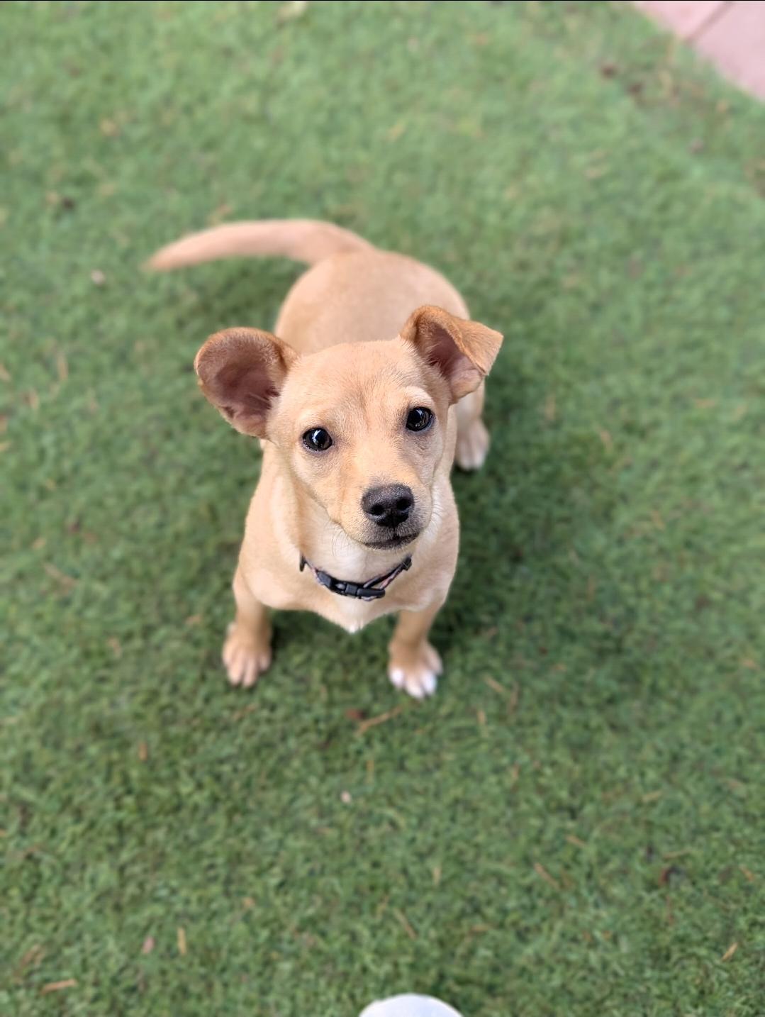 Enlarge Briar, a Adoptable mixed breed in Buckley, WA image 5/6