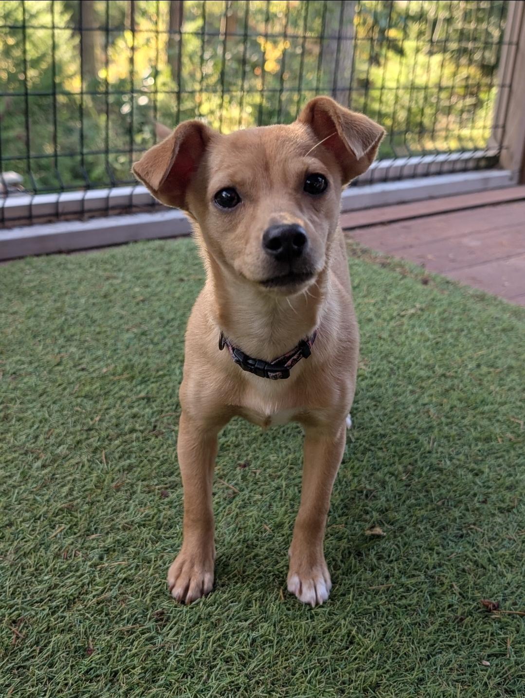 Enlarge Briar, a Adoptable mixed breed in Buckley, WA image 1/6