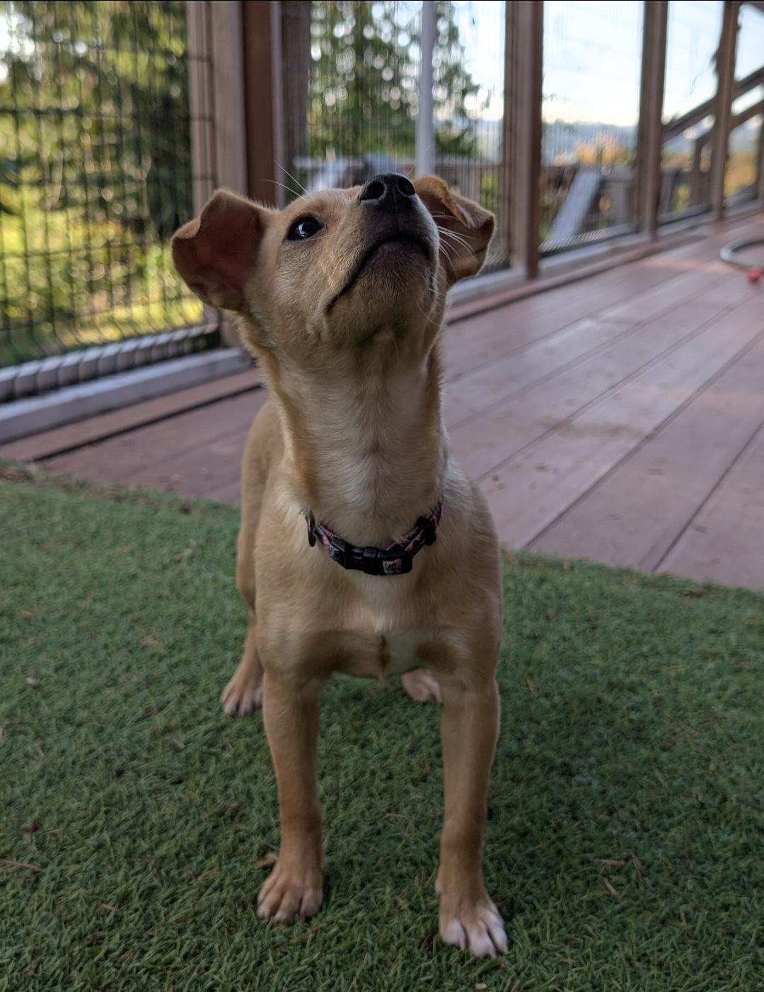 Enlarge Briar, a Adoptable mixed breed in Buckley, WA image 2/6