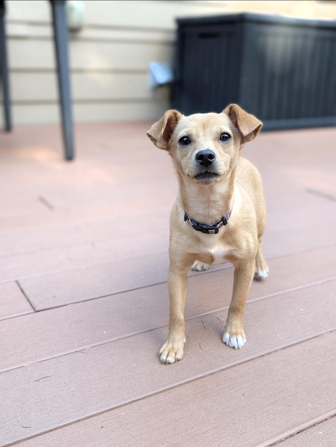 Enlarge Briar, a Adoptable mixed breed in Buckley, WA image 4/6
