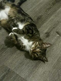 Enlarge Oh, a ADOPTABLE Tabby in Bayonne, NJ image 3/6