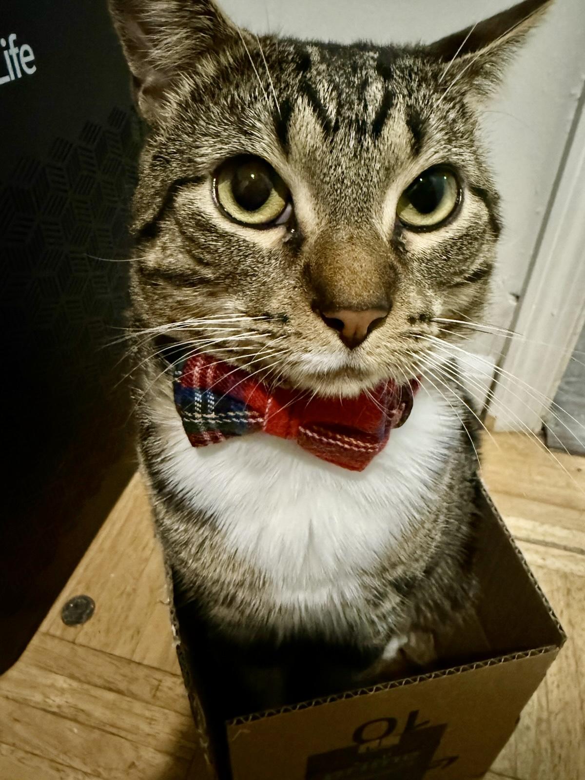 Enlarge Oh, a ADOPTABLE Tabby in Bayonne, NJ image 2/6