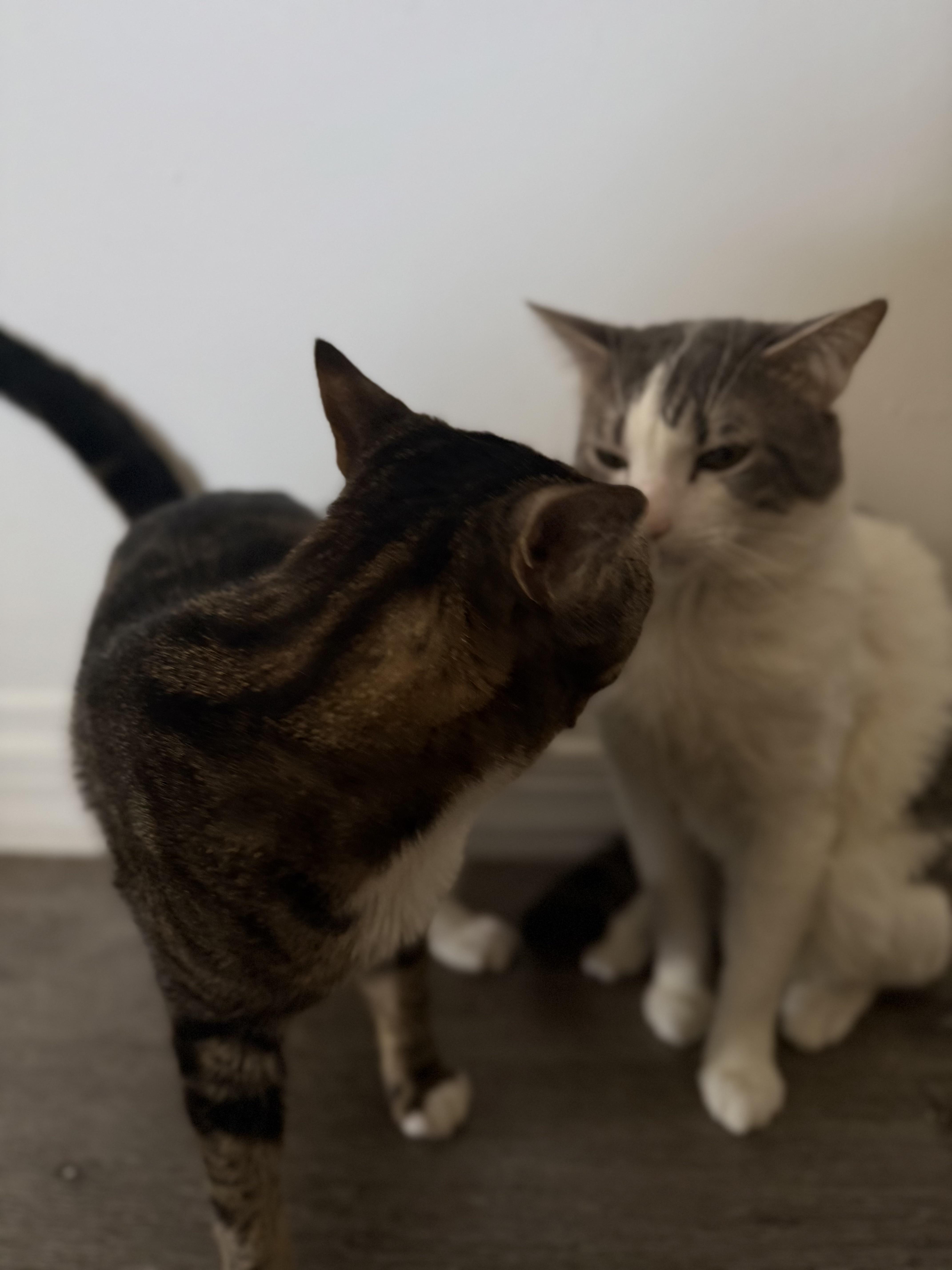 Enlarge Oh, a ADOPTABLE Tabby in Bayonne, NJ image 6/6