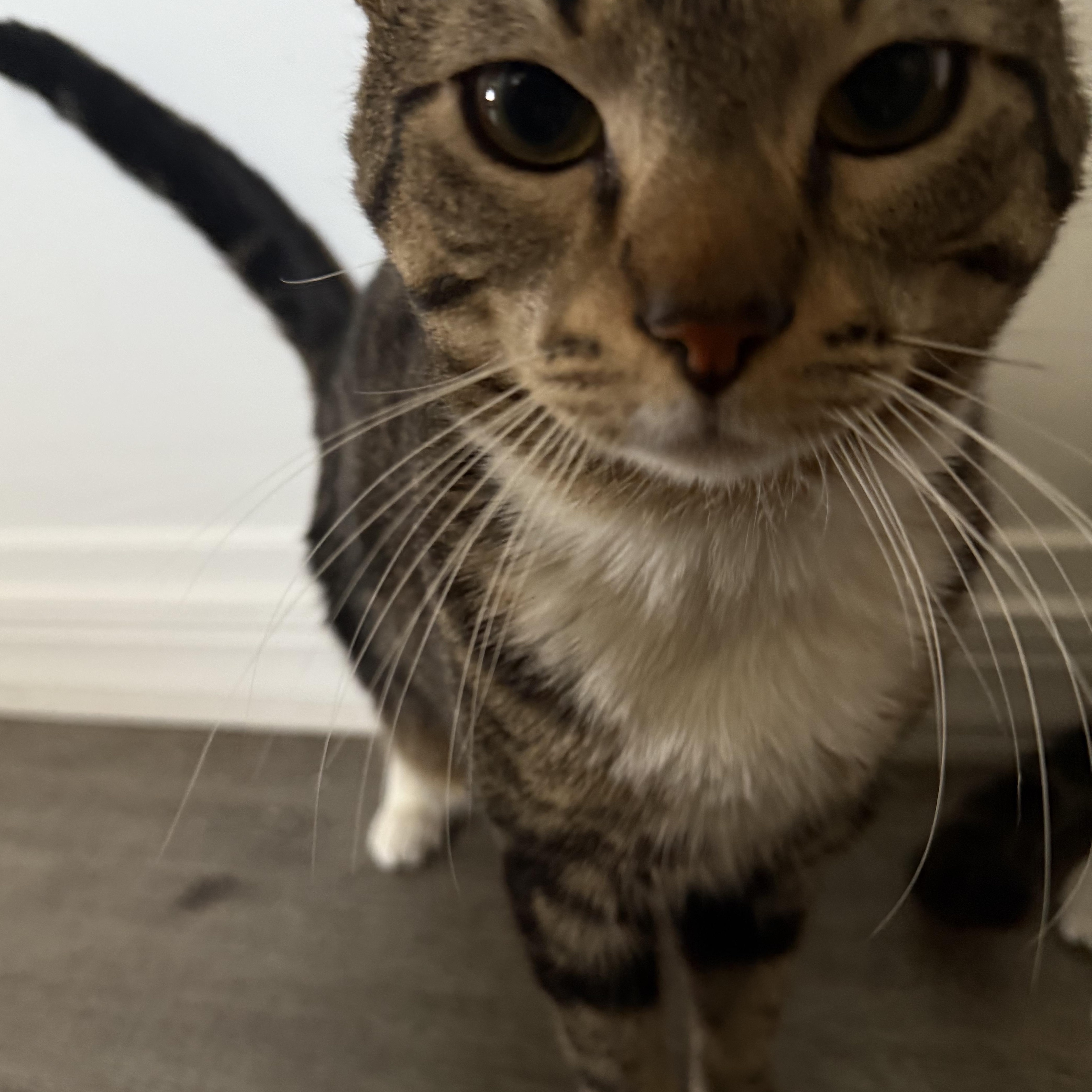 Enlarge Oh, a ADOPTABLE Tabby in Bayonne, NJ image 1/6