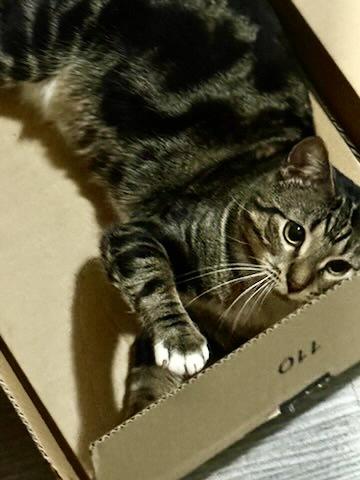 Enlarge Oh, a ADOPTABLE Tabby in Bayonne, NJ image 5/6