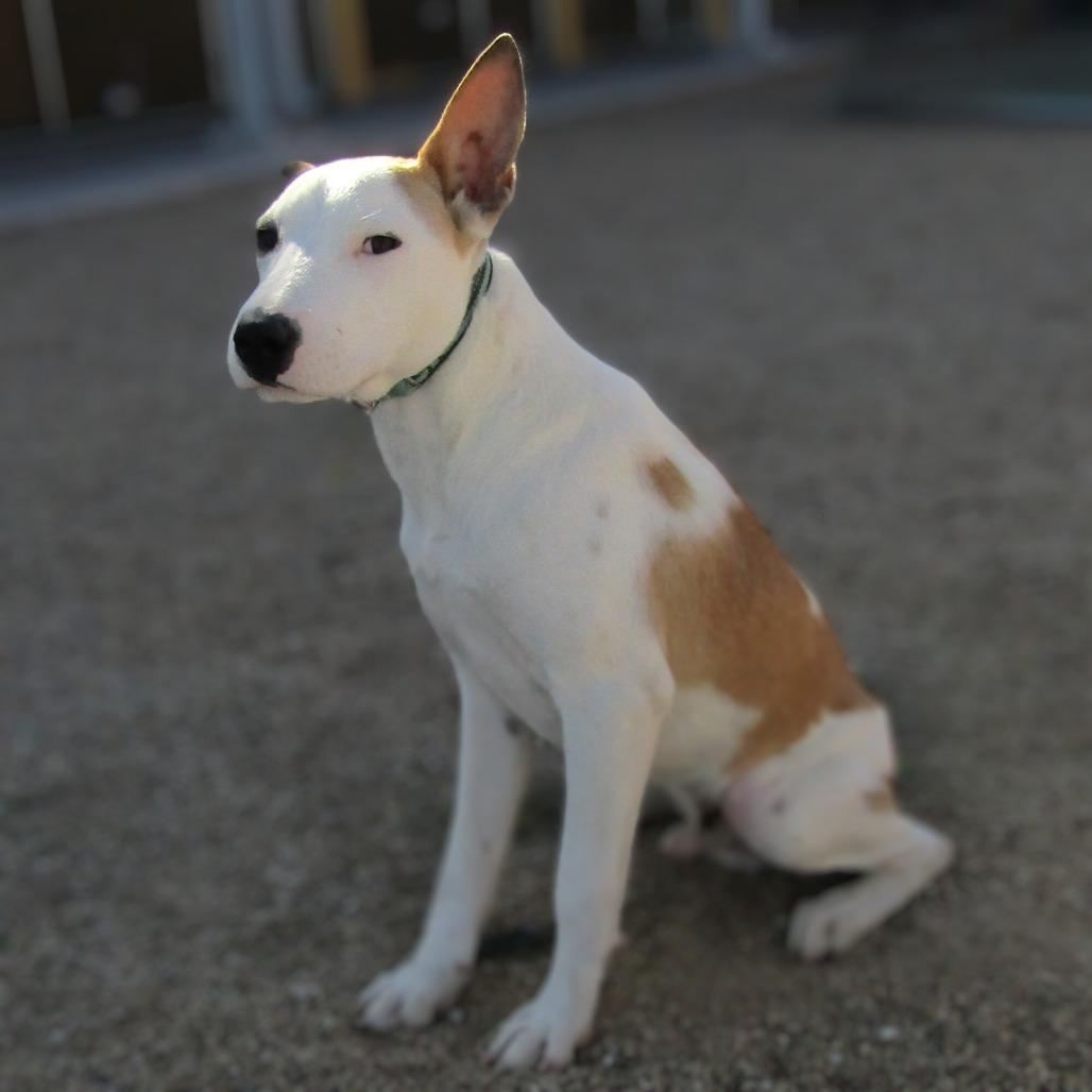 Enlarge Spot, a Adoptable Mixed Breed in Las Cruces, NM image 1/6