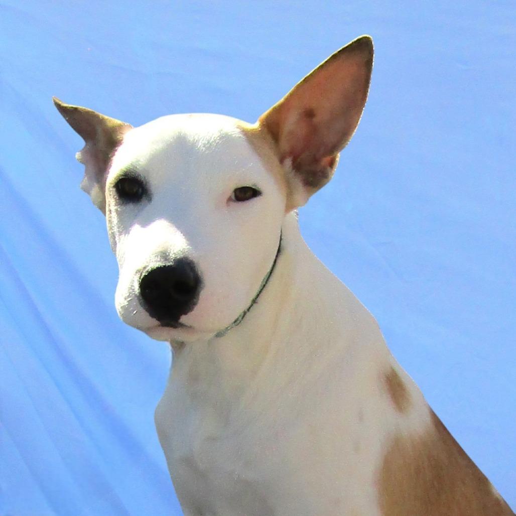 Enlarge Spot, a Adoptable Mixed Breed in Las Cruces, NM image 2/6