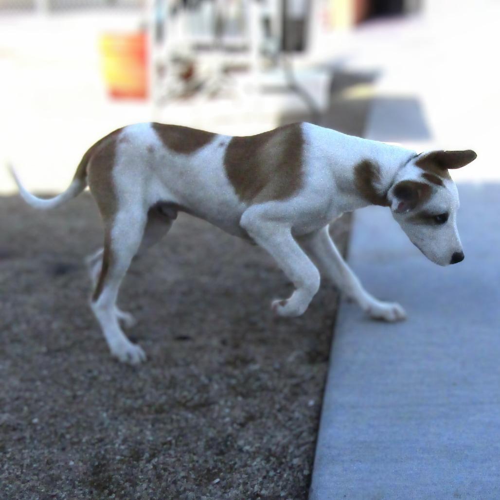 Enlarge Spot, a Adoptable Mixed Breed in Las Cruces, NM image 3/6
