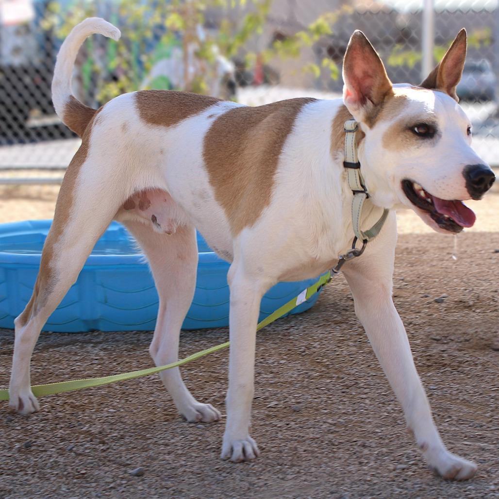 Enlarge Spot, a Adoptable Mixed Breed in Las Cruces, NM image 4/6