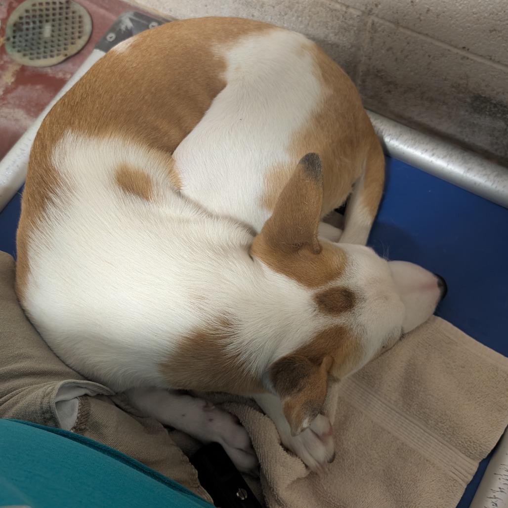 Enlarge Spot, a Adoptable Mixed Breed in Las Cruces, NM image 5/6