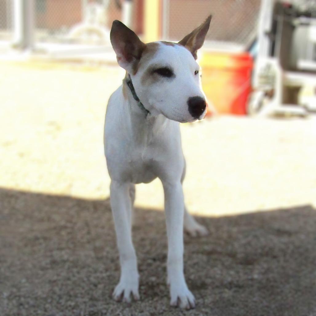 Enlarge Spot, a Adoptable Mixed Breed in Las Cruces, NM image 6/6