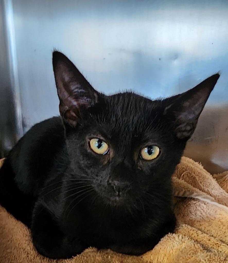 Aire, Adoptable, Kitten Male Domestic Short Hair.