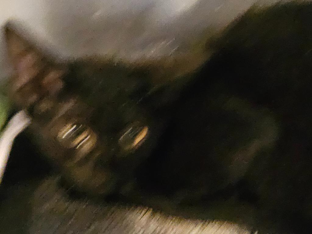 Enlarge Aire, a Adoptable mixed breed in Port Jervis, NY image 2/2