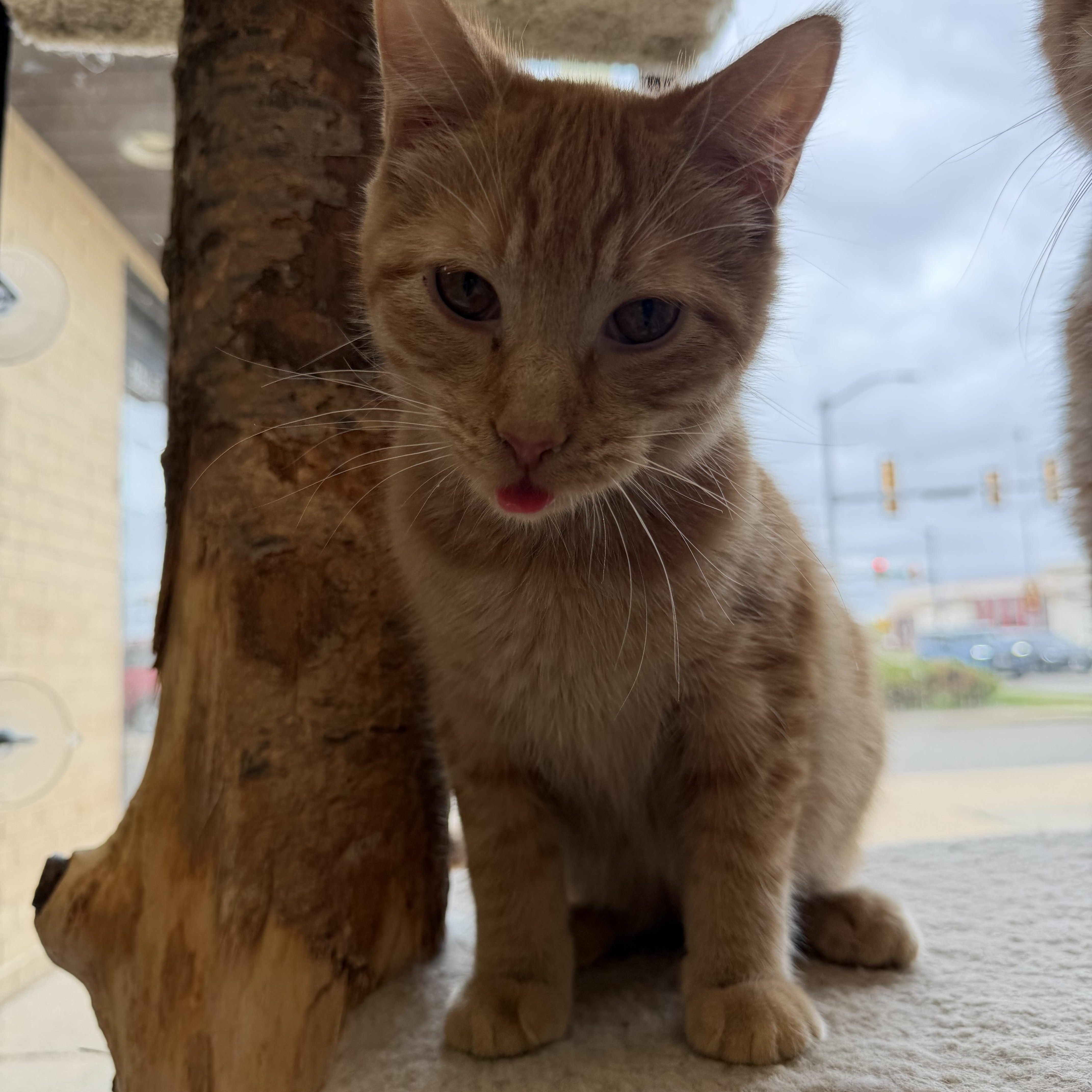 Theo, an adoptable Domestic Short Hair in Madison, WI image 2/4