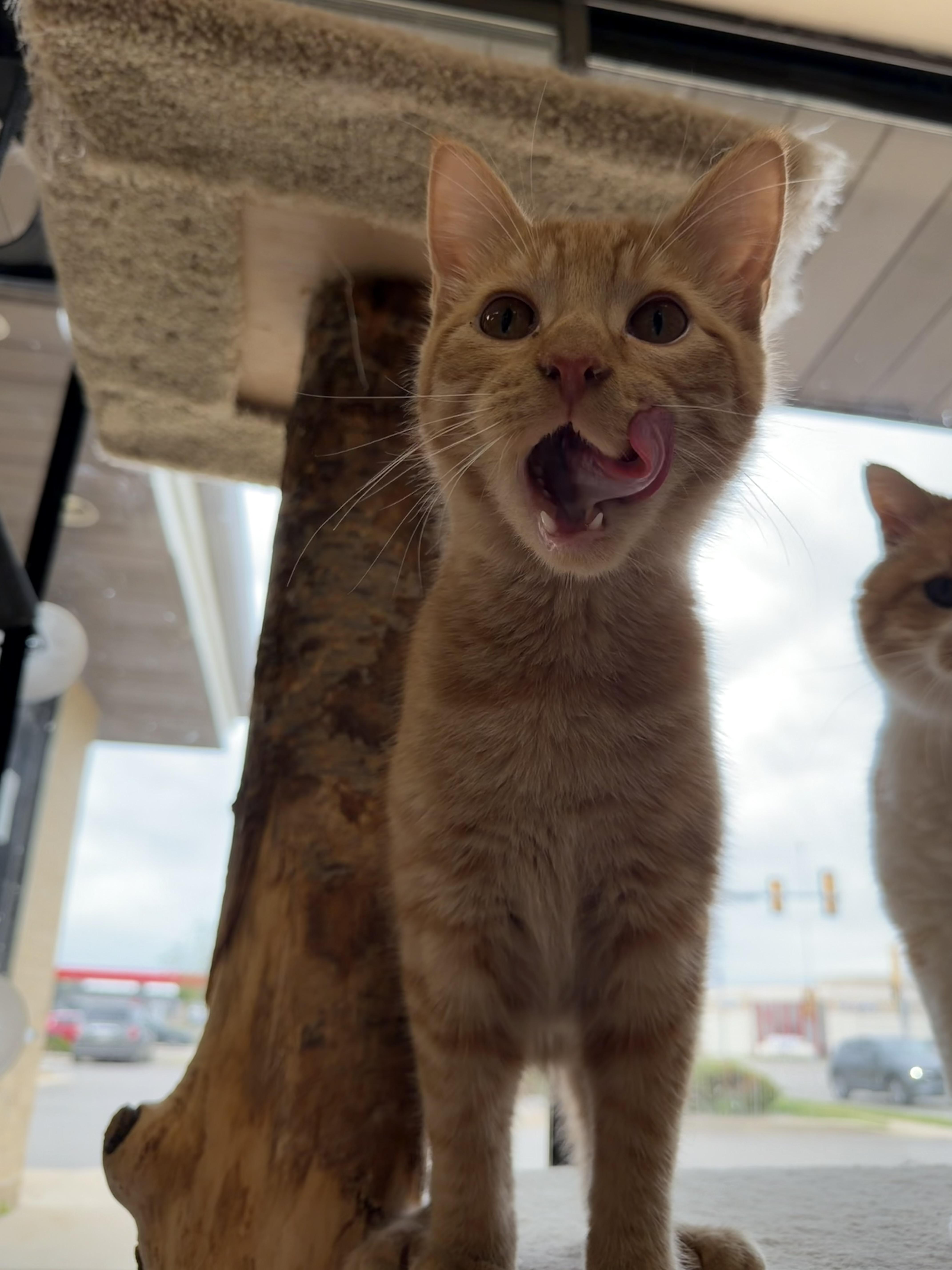 Theo, adoptable, Young Male Domestic Short Hair.