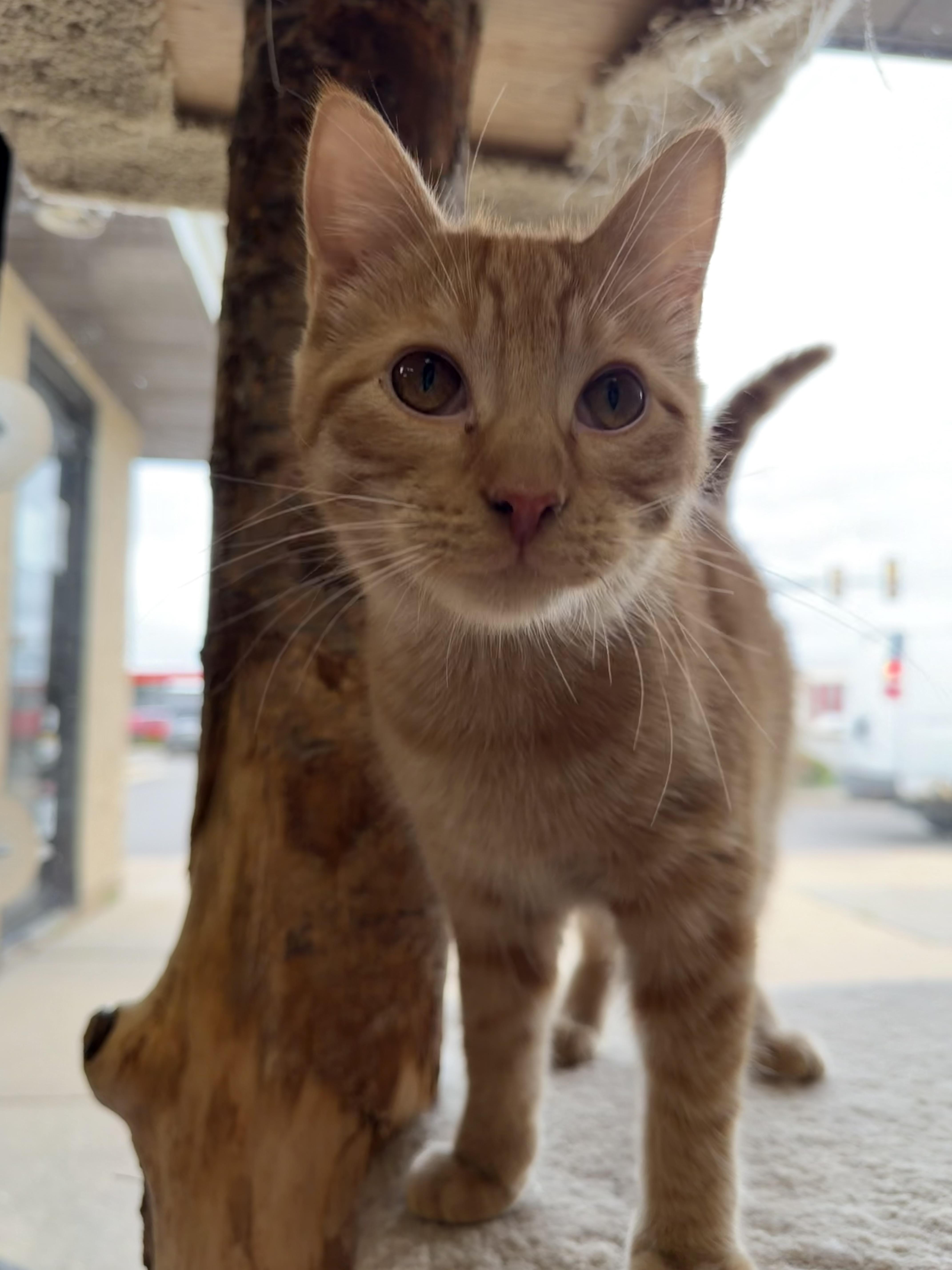 Theo, an adoptable Domestic Short Hair in Madison, WI image 4/4