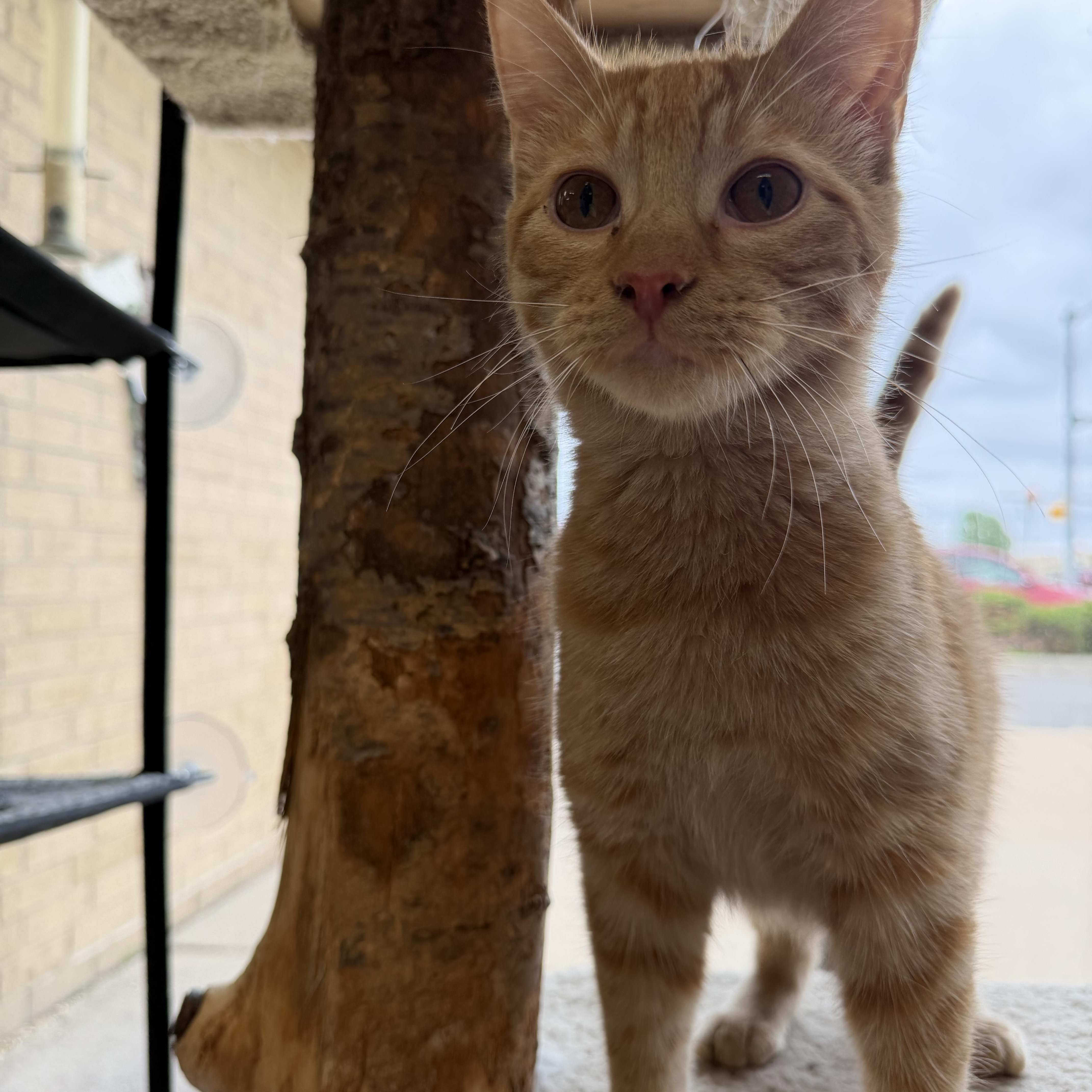 Theo, an adoptable Domestic Short Hair in Madison, WI image 3/4