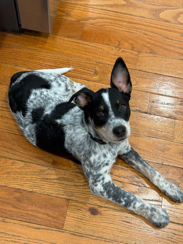 Enlarge Stan, an adopted mixed breed in Oswego, IL image 1/2