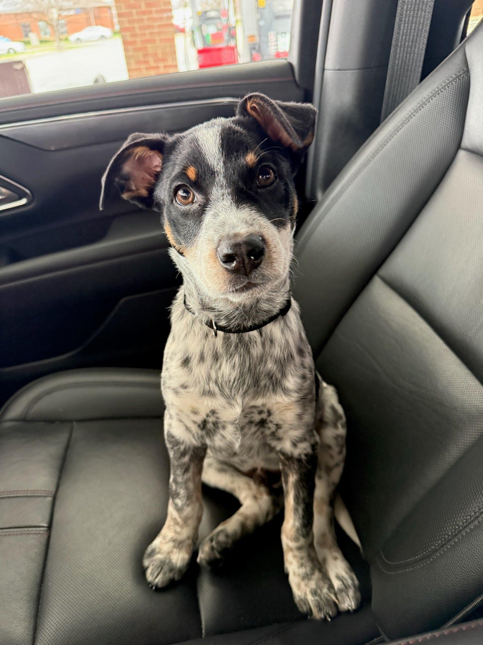 Enlarge Stan, an adopted mixed breed in Oswego, IL image 2/2