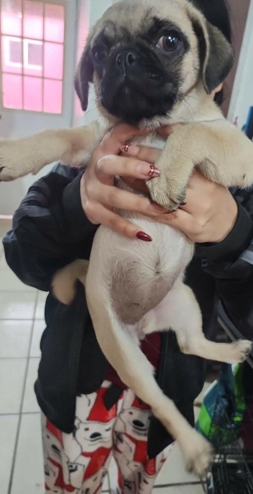 Pucca, Adopted, Puppy Female Pug.