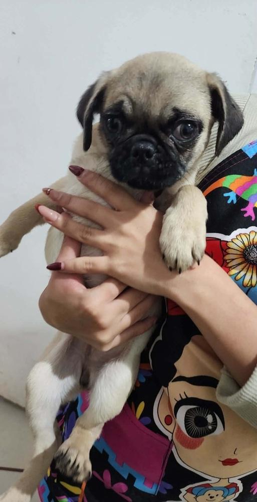 Enlarge Pucca, a Adopted Pug in Denver, CO image 2/6