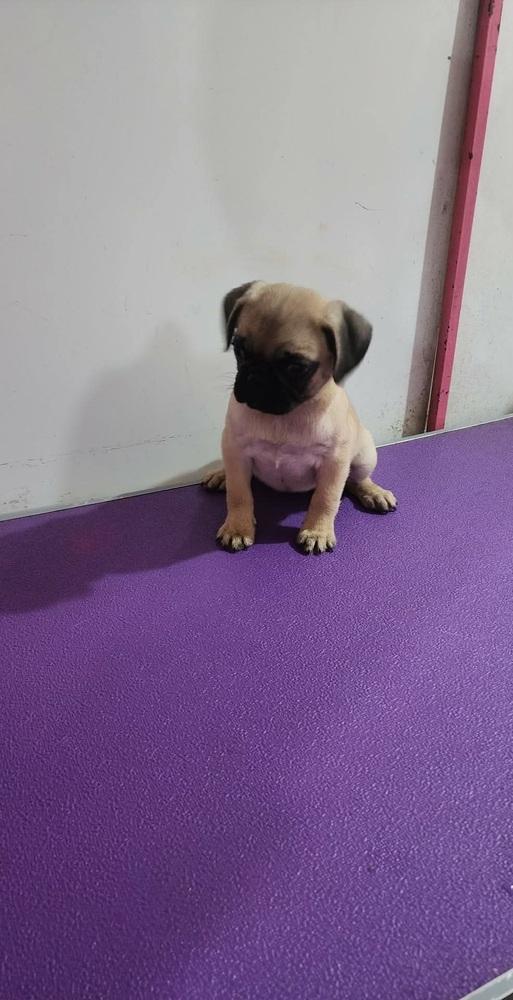 Enlarge Pucca, a Adopted Pug in Denver, CO image 4/6