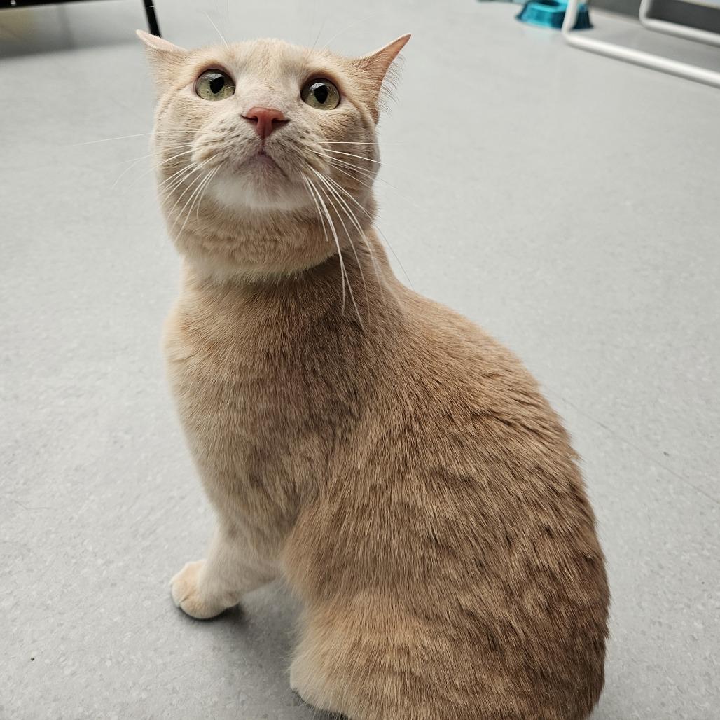 Astrid, Adoptable, Adult Female Domestic Short Hair.