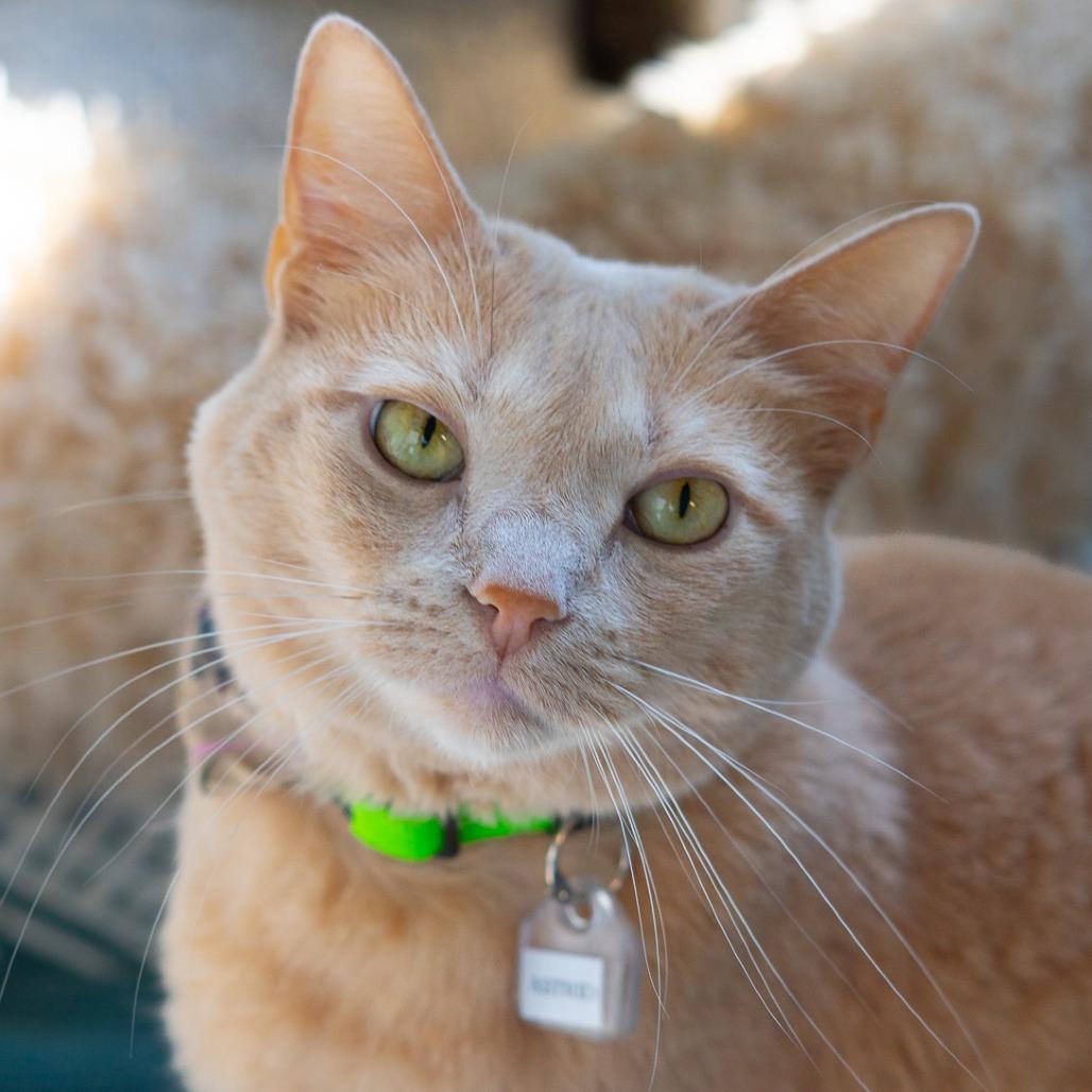 Enlarge Astrid, a Adoptable Domestic Short Hair in Lakewood, CO image 2/3