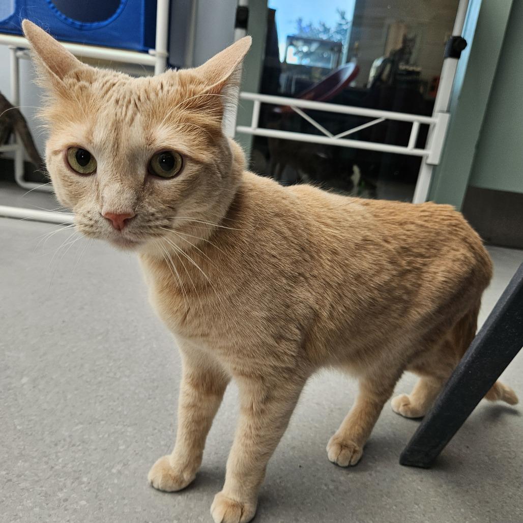 Enlarge Astrid, a Adoptable Domestic Short Hair in Lakewood, CO image 3/3