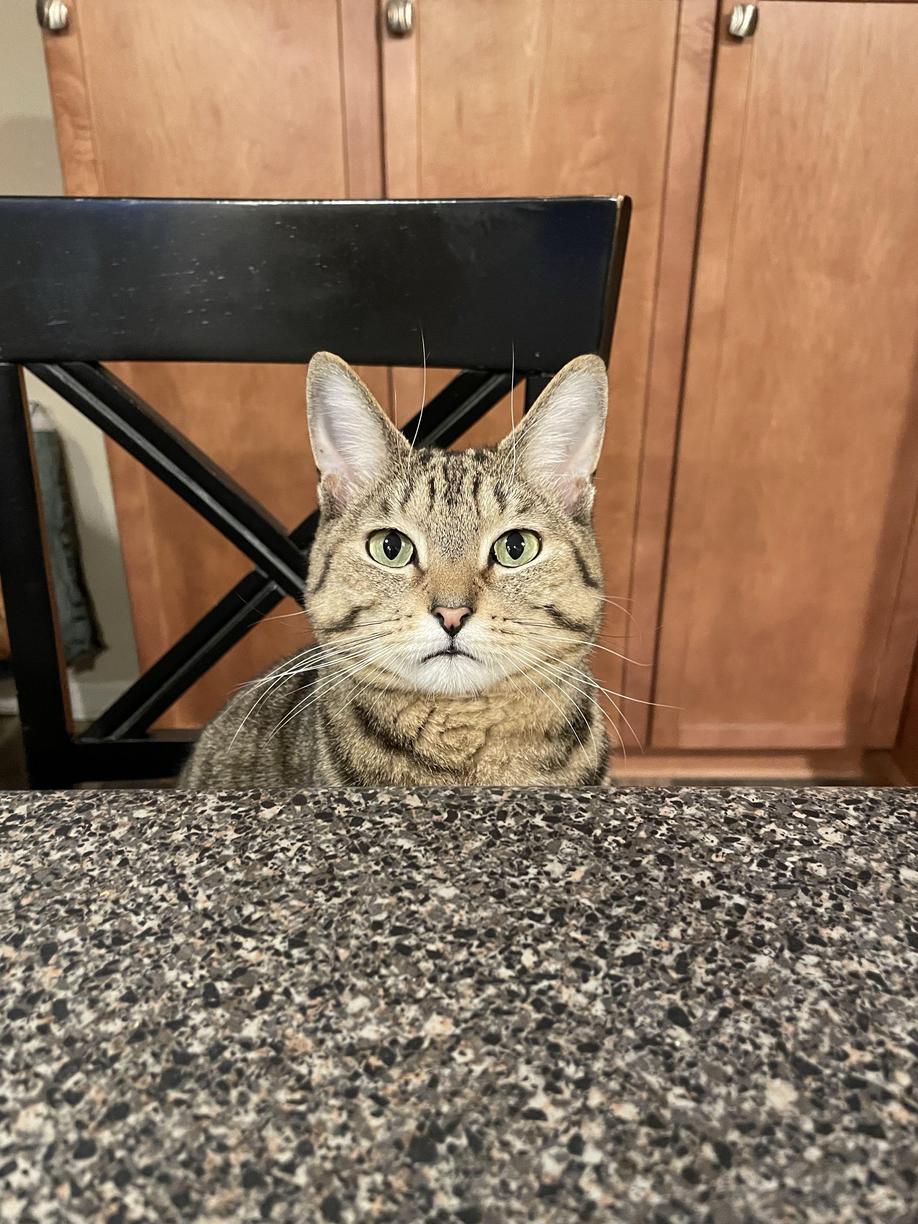 Dwight, a Adoptable Domestic Short Hair in Waltham, MA image 2/4