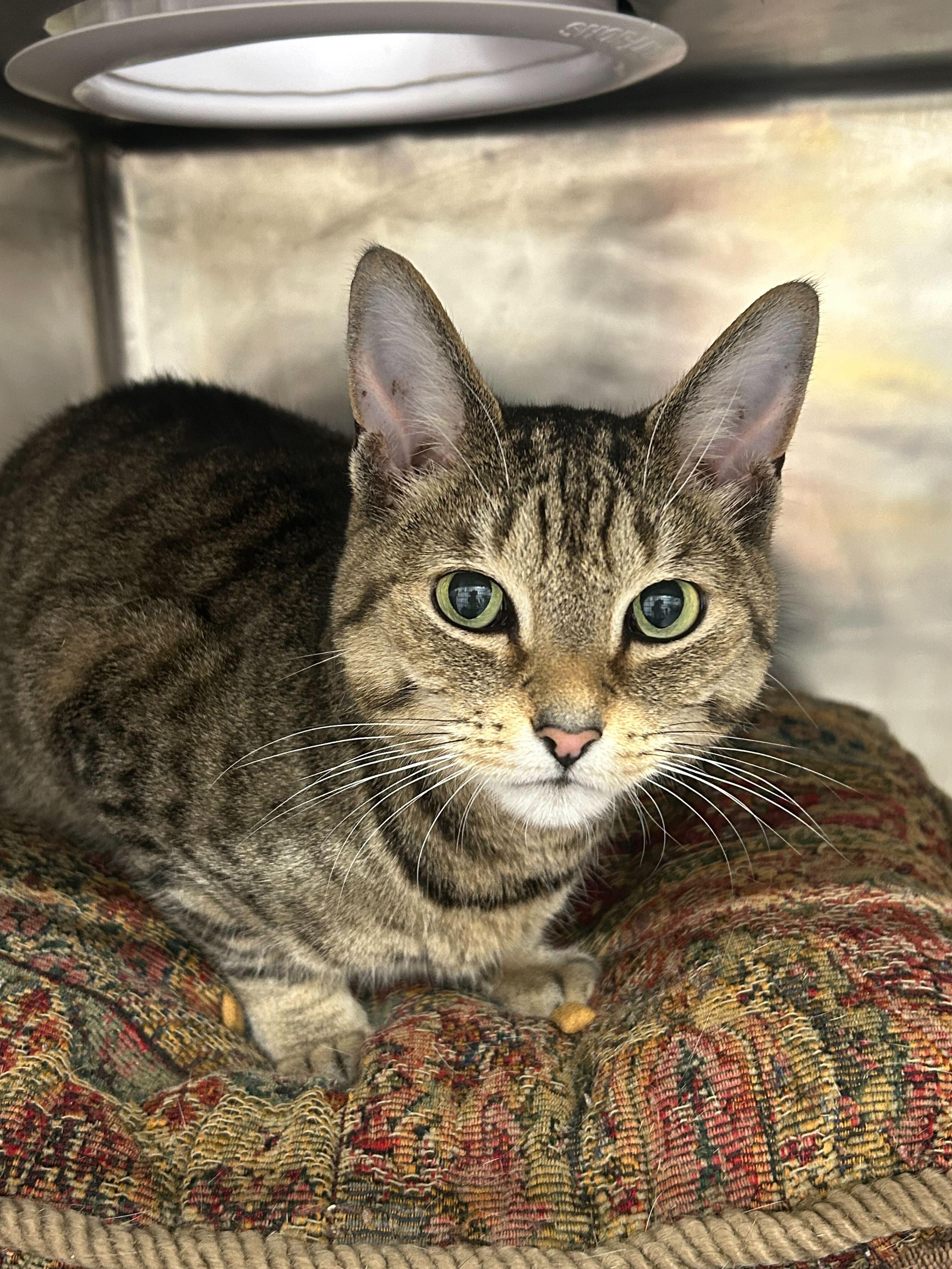 Dwight, a Adoptable Domestic Short Hair in Waltham, MA image 4/4
