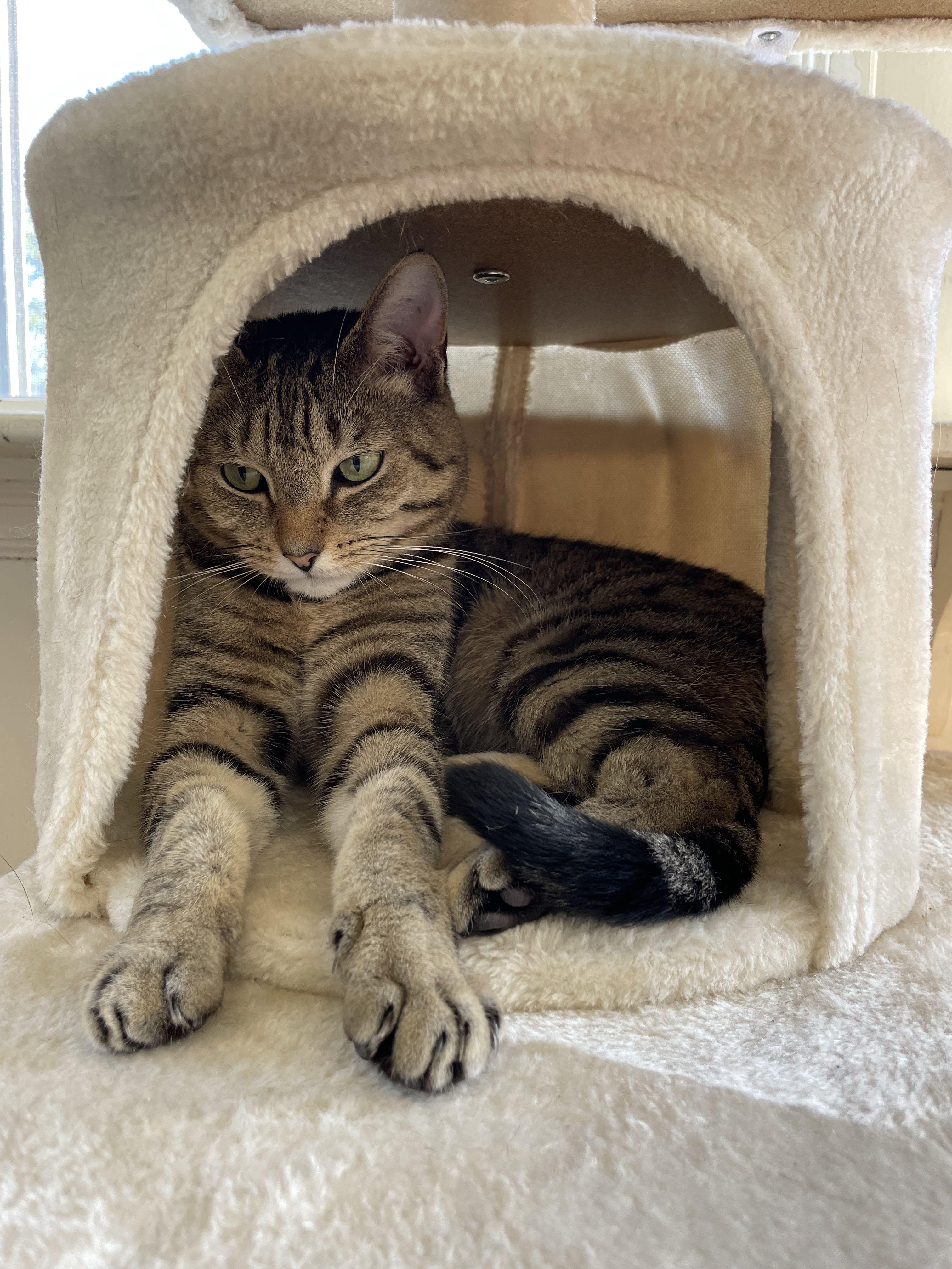 Dwight, a Adoptable Domestic Short Hair in Waltham, MA image 3/4