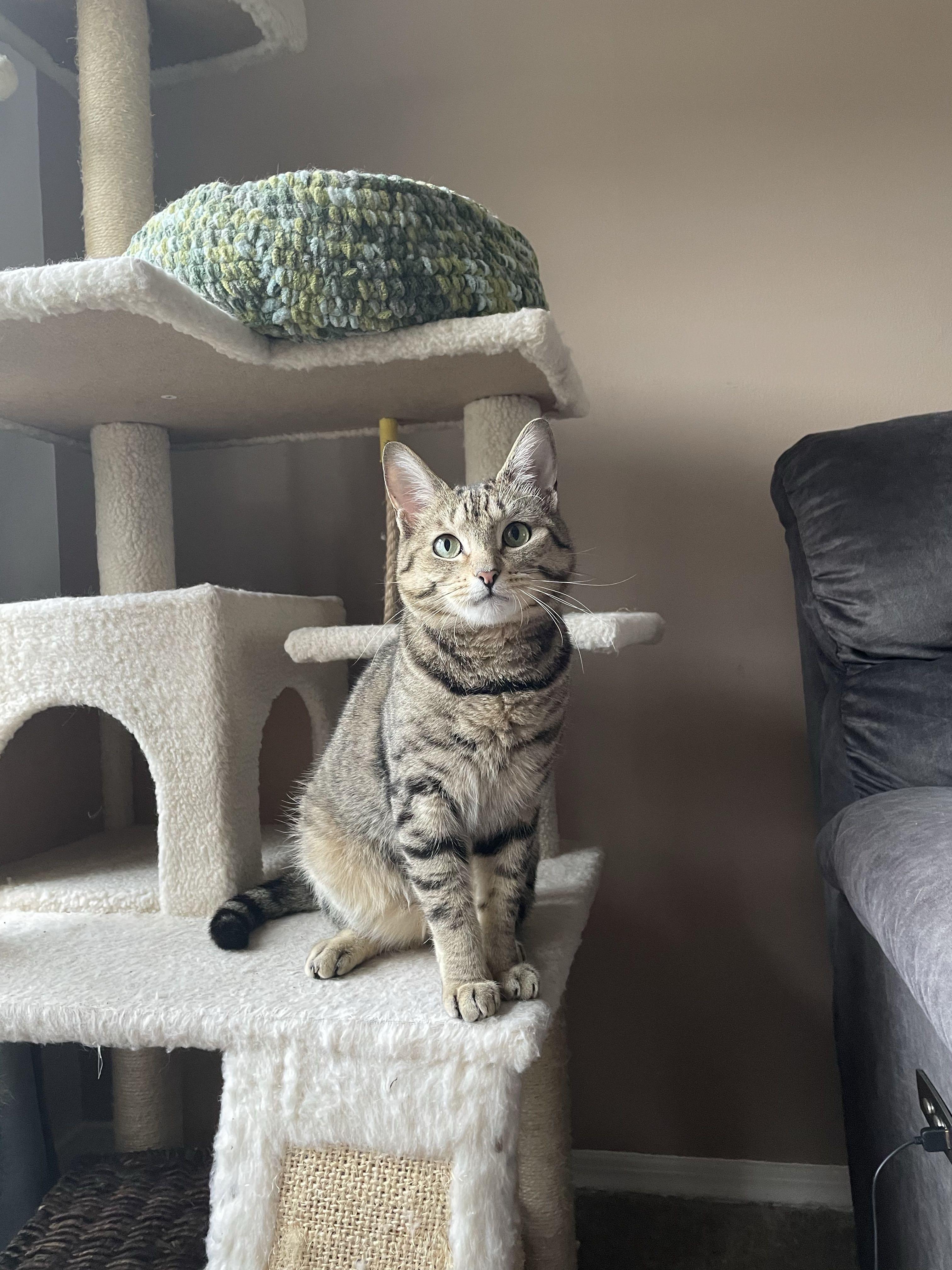 Dwight, a Adoptable Domestic Short Hair in Waltham, MA image 1/4